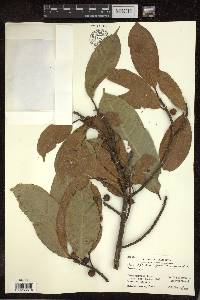 Ficus nervosa image
