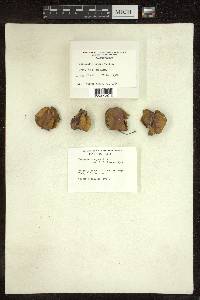 Terminalia arjuna image