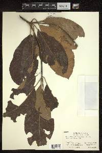 Terminalia bellirica image