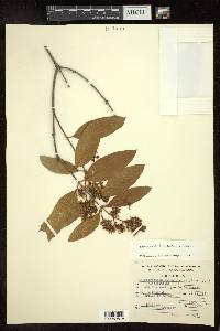 Heteropterys laurifolia image