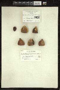 Dysoxylum ficiforme image