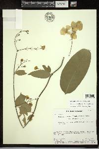 Adelphia hiraea image