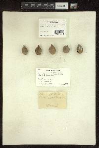 Terminalia bellirica image