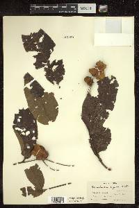 Terminalia arjuna image