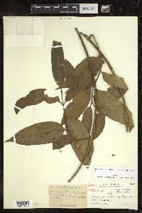 Melodinus cochinchinensis image