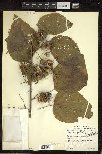 Byttneria catalpifolia image
