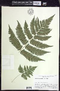 Dryopteris goldieana image