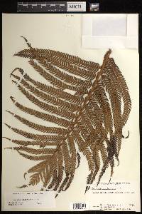 Sadleria cyatheoides image