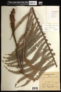 Sadleria cyatheoides image