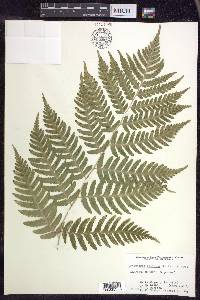 Dryopteris goldieana image