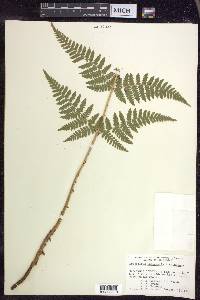 Dryopteris × triploidea image