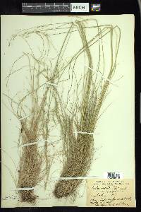 Festuca occidentalis image