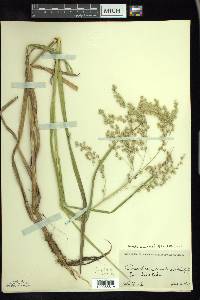 Glyceria canadensis image