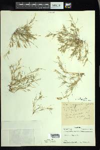 Eragrostis hypnoides image