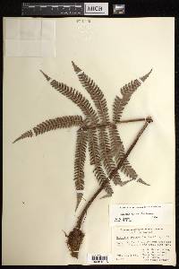 Sadleria cyatheoides image