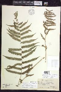 Thelypteris palustris var. pubescens image