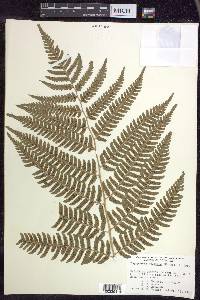 Dryopteris goldieana image