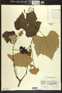 Vitis labrusca image