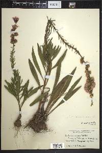 Liatris aspera image