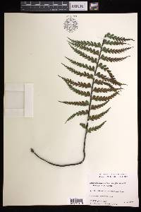 Asplenium horridum image