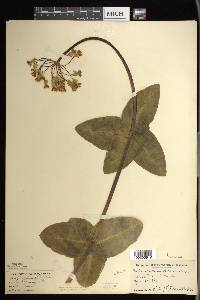 Asclepias amplexicaulis image