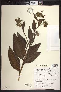 Symphytum × uplandicum image