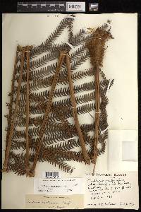 Sadleria cyatheoides image