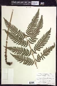 Dryopteris goldieana image