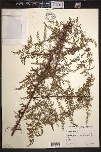 Artemisia annua image