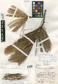 Pinus maximartinezii image