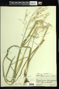 Glyceria canadensis image