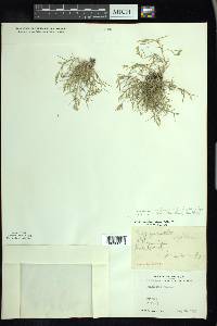 Eragrostis hypnoides image