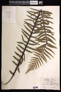 Asplenium horridum image