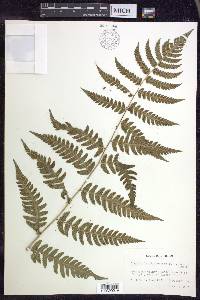 Dryopteris clintoniana image