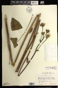 Silphium terebinthinaceum image