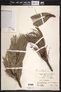 Pinus cooperi image