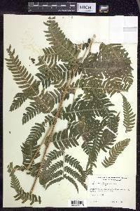 Dryopteris goldieana image