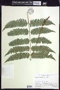 Dryopteris goldieana image