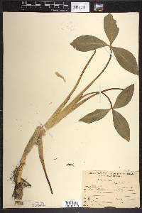 Menyanthes trifoliata image