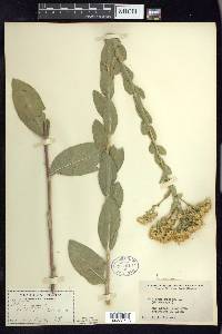 Solidago rigida image