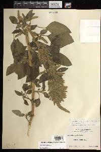 Amaranthus hybridus image