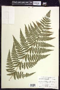 Dryopteris × triploidea image