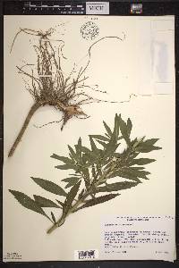 Eupatorium altissimum image