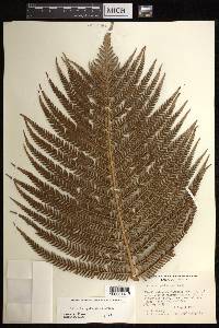 Sadleria cyatheoides image