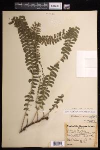 Lindsaea repens var. macraeana image