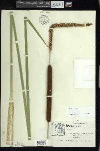 Typha angustifolia image