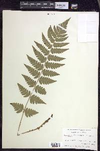 Dryopteris clintoniana image