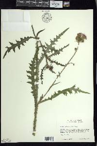 Cirsium palustre image