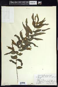 Potamogeton richardsonii image