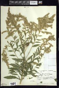 Solidago canadensis var. hargeri image